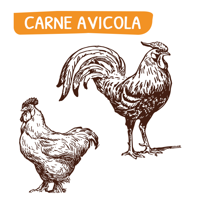 home_carne_avicola