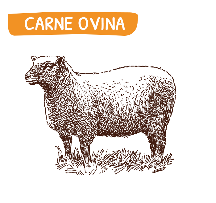 home_carne_ovina